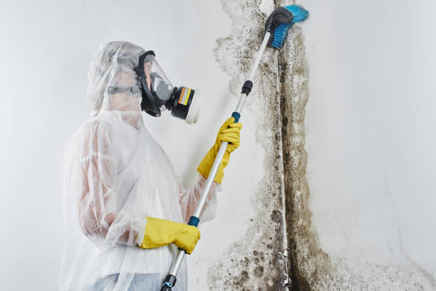 Why You Should Choose Our Mold Remediation Services in Puxico, MO